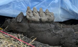 complete mastodon jaw