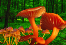 A species of mushrooms called Golden Teacher which contains Psilocybin